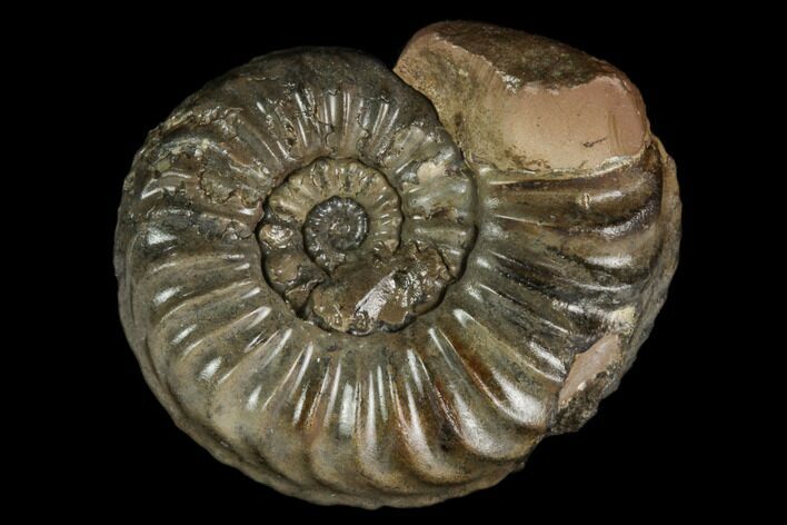 Ammonite (Pleuroceras) Fossil - Germany #125409